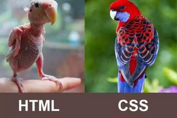 html vs css